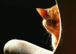 Anteprima - Clicca per ingrandire